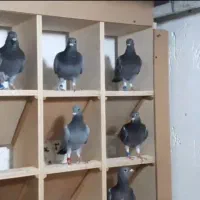 جوجه پلاکی