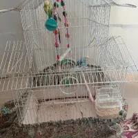 مرغ عشق