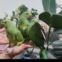 ملنگو راهب طوطی گرینچیک