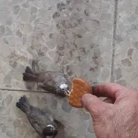 جفت  قناری معاوضه