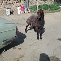 قوچ افشاری