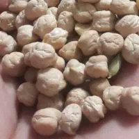 نخود تازه بوجاری