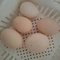 تخم نطفه  دار