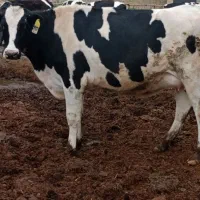 گوساله تلیسه گاو شیری ابستن