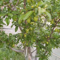 باغ در تازه کند (نهند) به متراژ ۵۰۰