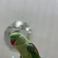 شاه طوطی