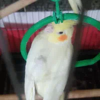 عروس هلندی نر