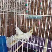 عروس هلندی سفید ماده و لیمویی نر