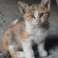 بچه گربه