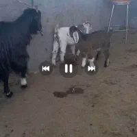 بز جوان جمل زایی بزغاله نر وماده شیری