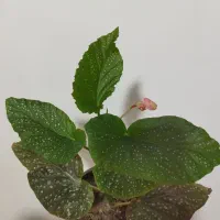اسباب بازی