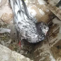هفرنگ ماده