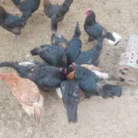 نداشتن جا