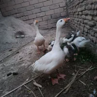 غاز نروماه