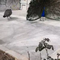 سلام یکجفت طاووس نروماده بالغ بشرط تخم وجوجه