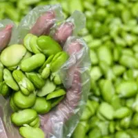 باقالی سبز و تازه خورد شده