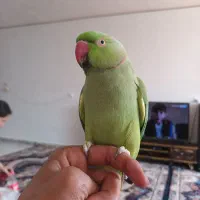 طوطی ملنگو نر