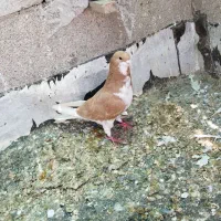 کبوتر|پرنده|داراب, |دیوار