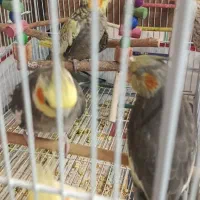 عروس هلندی نر و ماده