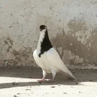 کبوتر خال سیاه جوجه