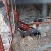 لاری