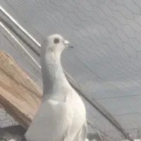 پرنده