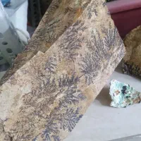 فسیل بسیار با کیفیت