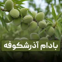 تولید انواع نـهال ها سازگار با اقلیم مختلف کشور