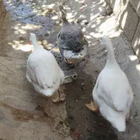 سه عدد غاز برای فروش