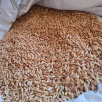 گندم فروشی