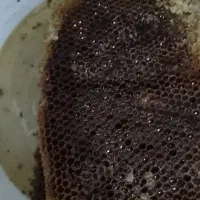 عسل درمانی اصلی
