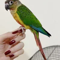 گرینچیک خانگی