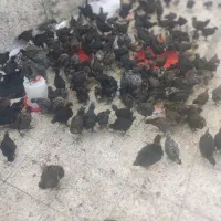 جوجه ۷۰ روزه گلپایگان مرندی