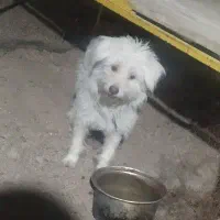 سگ پاکوتاه