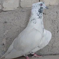 کفتر پرشی