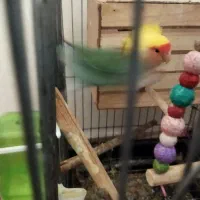 طوطی برزیلی نرو ماده با تخم
