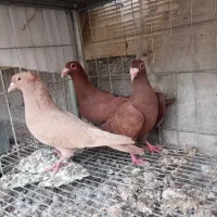فروش سه عدد کبوتر