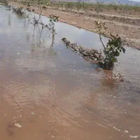 معاوضه باغ پسته با آب با خودرور