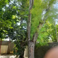 خریدار چوب