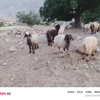بره چاق
