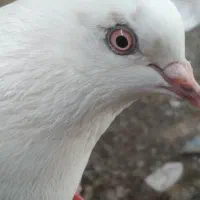 کبوتر