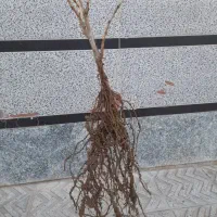 انواع نهال انگور اصلاح شده