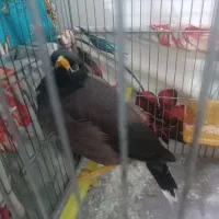 فروش مرغ مینا نرکلام دار