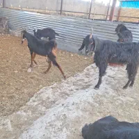 بز  داشتی
