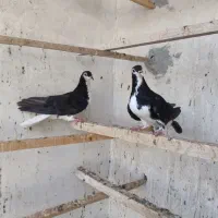 جوجه طاقی