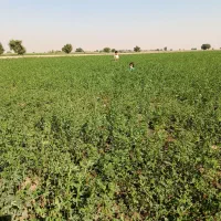 یونجه