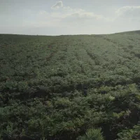 کونترات چیدن نخود برای چیدن نخود هکتاری حساب میشه