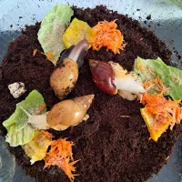 حلزون آچاتینا  (فروش فوق العاده)