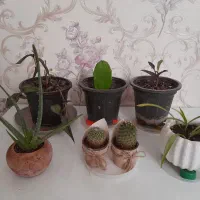 گل طبیعی|گل و گیاه طبیعی|مشهد, الهیه|دیوار