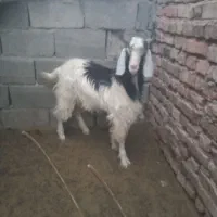 معاوضه تروشت